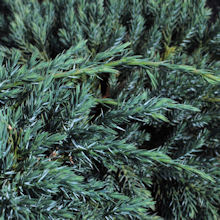 sininen_Juniperus_Blue_Carpet