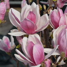 'Satisfaction' magnolia