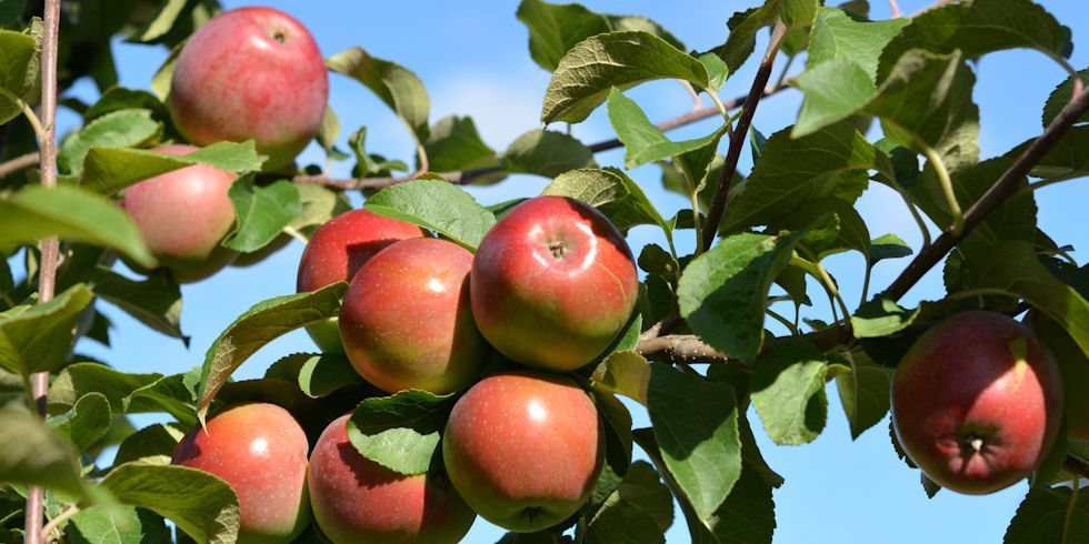 Uudet ruvenkestävät omenalajikkeet - Puutarha Tahvoset