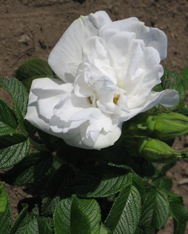 Tuotekuva-BLANC DOUBLE DE C.TARHAKURTTURUUSU