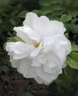 Tuotekuva-BLANC DOUBLE DE C.TARHAKURTTURUUSU