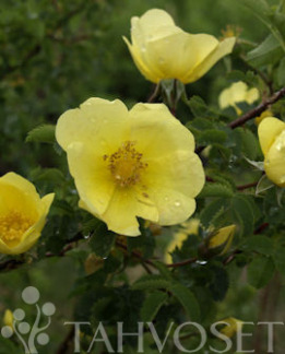 Tuotekuva-MAIJA HESPERIA TARHAHARISONINRUUSU