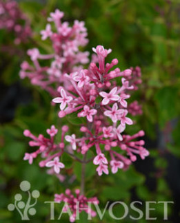 Tuotekuva-PINK PERFUME BLOOMERANG® SYREENI