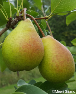 Tuotekuva Tsaarittaren päärynä