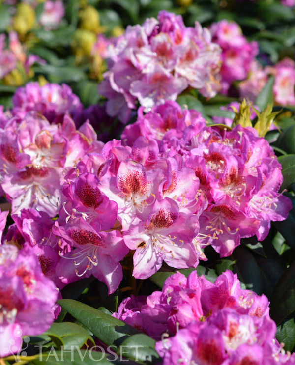 Tuotekuva Royal Violet alppiruusu