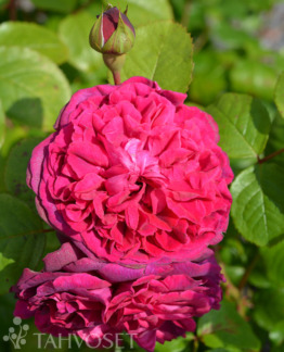 Tuotekuva Auslo ruusu