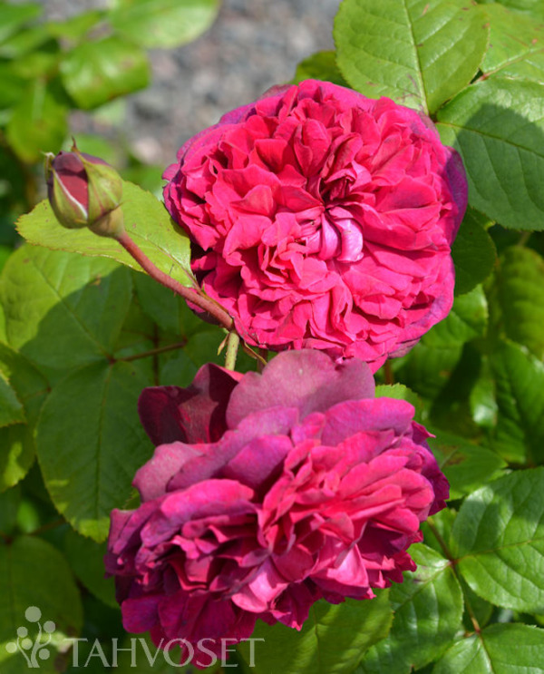 Tuotekuva Auslo ruusu