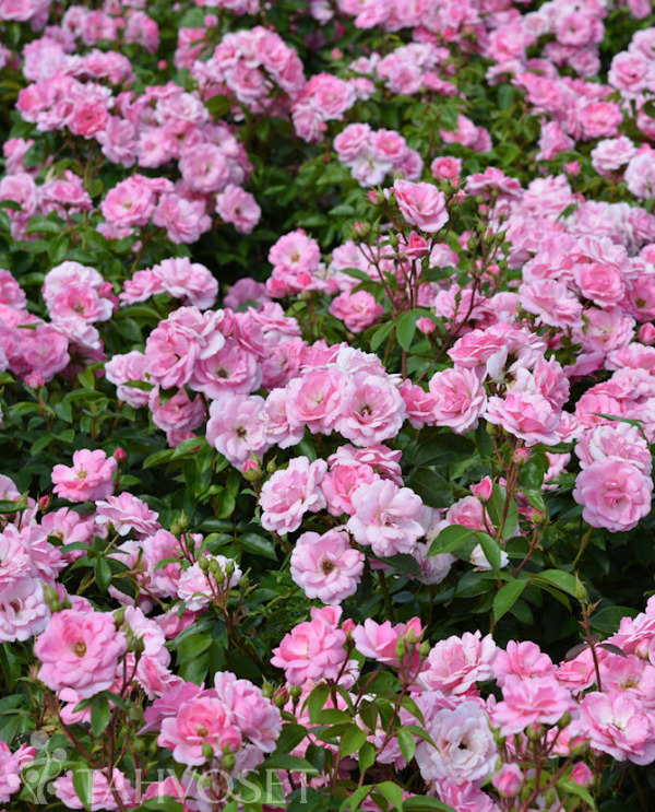 Tuotekuva Pinktopia ruusu