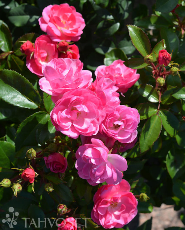 Tuotekuva Pinktopia ruusu