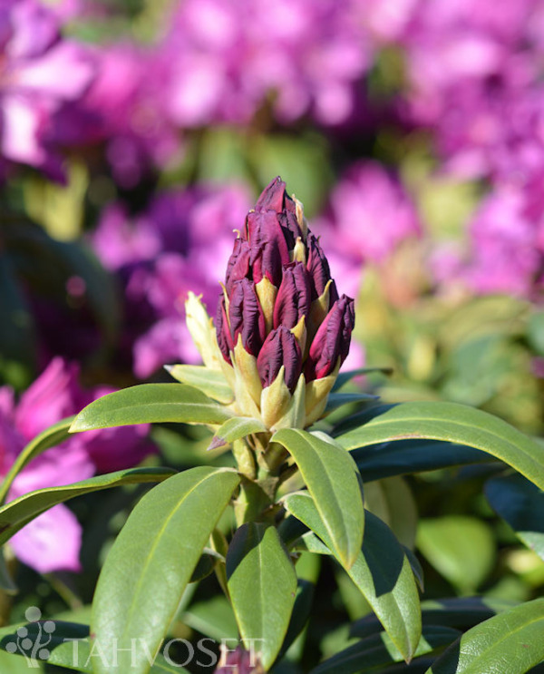 Tuotekuva Royal Lilac alppiruusu
