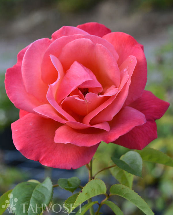 Tuotekuva Troika ruusu