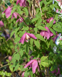 Tuotekuva RUBY ALPPIKÄRHÖ