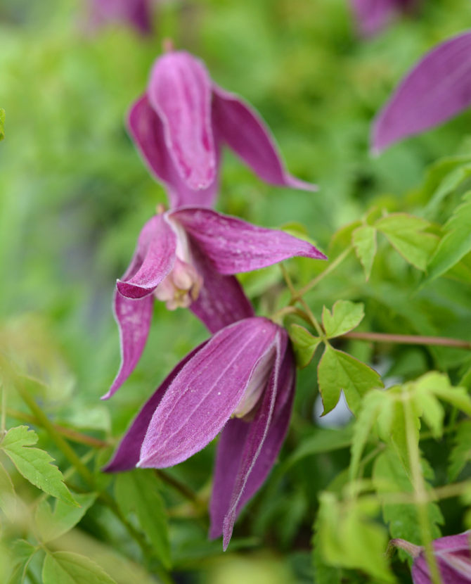 Tuotekuva RUBY ALPPIKÄRHÖ