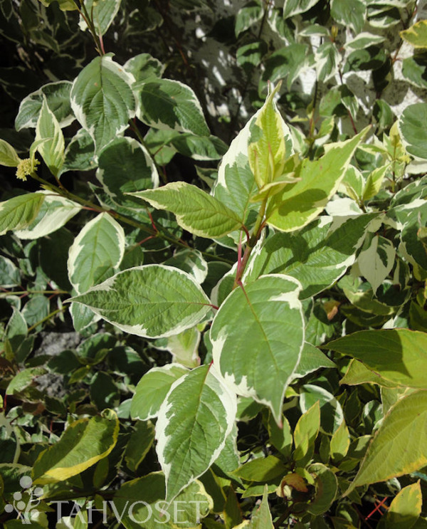 Tuotekuva sibirica variegata valkokirjokanukka