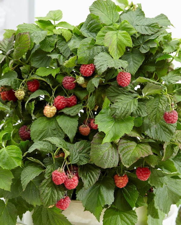 Tuotekuva Yummy vadelma Rubus idaeus 'BonBonBerries'