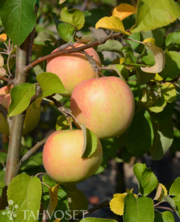 Tuotekuva Belfleur Kitaika omena