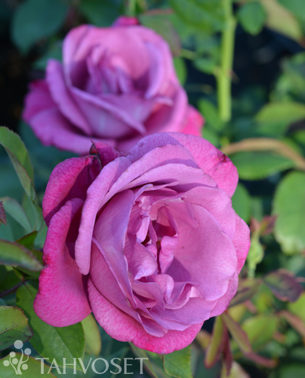 Tuotekuva Lila Wunder ruusu