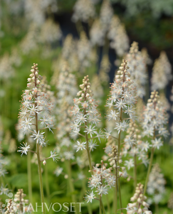 Tuotekuva rönsytiarella