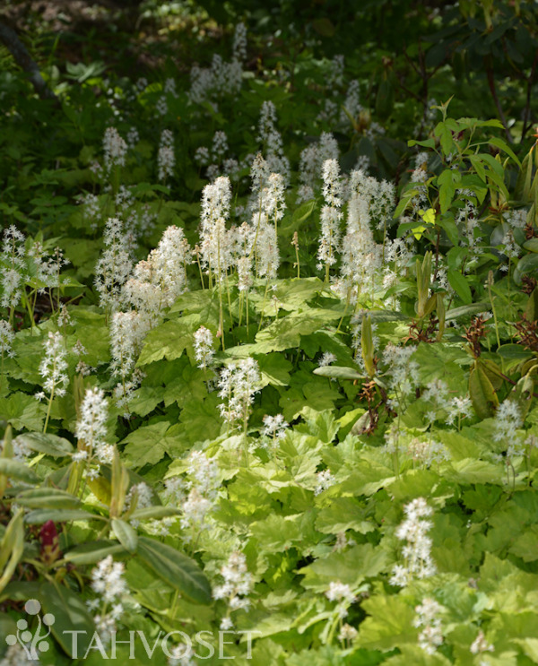 Tuotekuva rönsytiarella