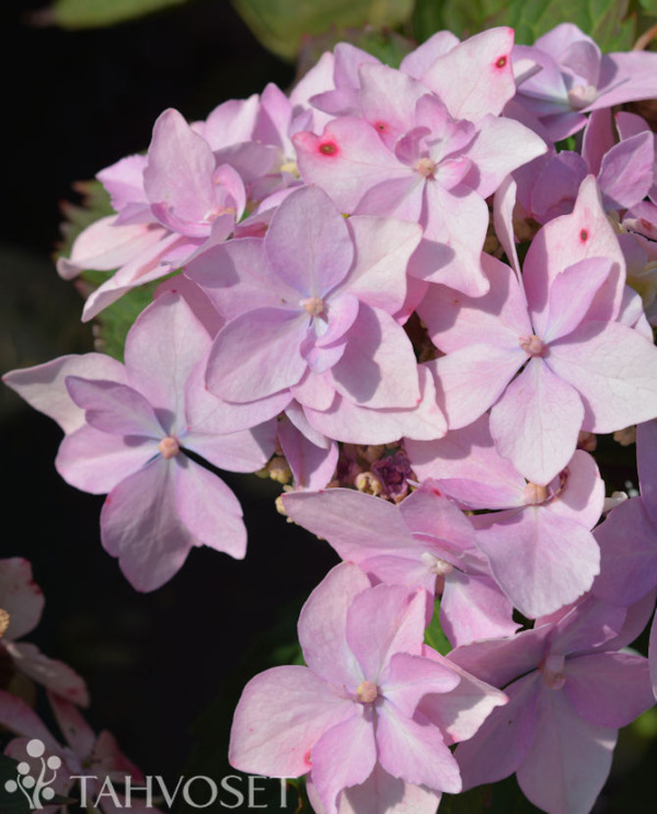 Tuotekuva Flair Flavours Pink Sweethearts hortensia