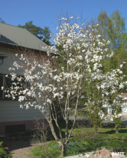 Japaninmagnolia kukkii