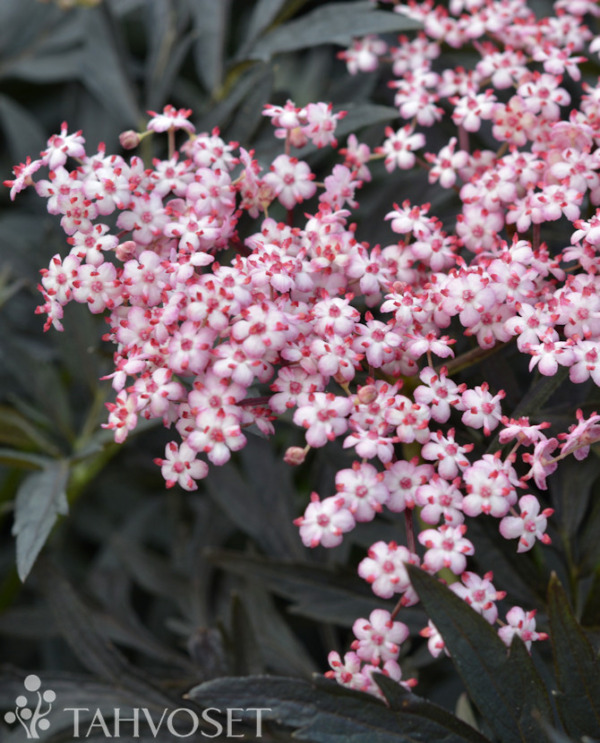 Tuotekuva Cherry Lace mustaselja
