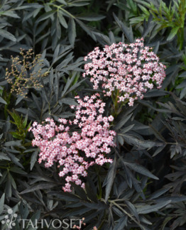 Tuotekuva Cherry Lace mustaselja