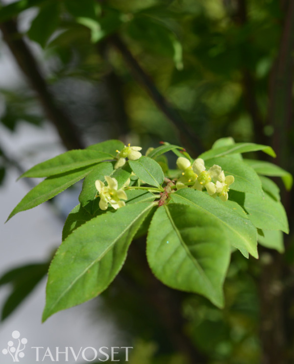 Tuotekuva Compactus pallesorvarinpensas