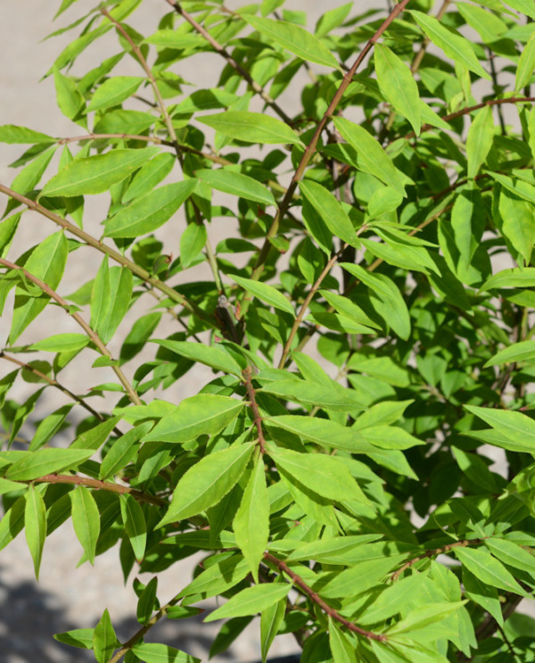 Tuotekuva Compactus pallesorvarinpensas