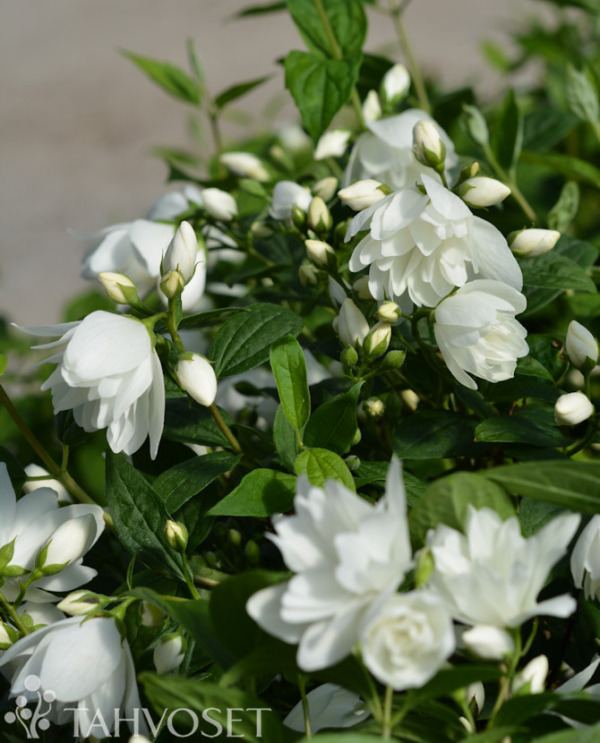 Tuotekuva Little White Love jasmike