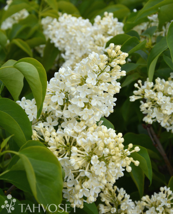 Tuotekuva Primrose jalosyreeni