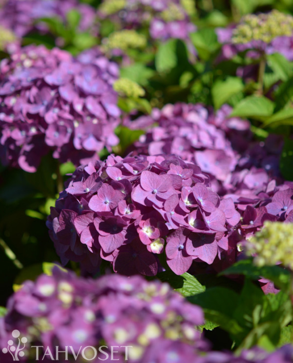 Tuotekuva SUMMER LOVE JALOHORTENSIA