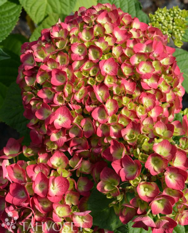 Tuotekuva SUMMER LOVE JALOHORTENSIA