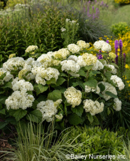 Tuotekuva Flowerwow pallohortensia