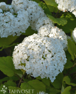 Tuotekuva Flowerwow pallohortensia