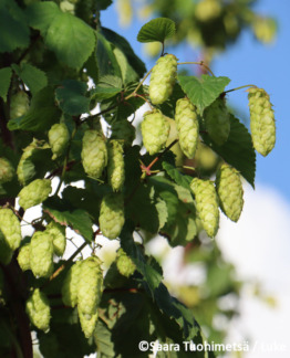 Tuotekuva humala Peräkorpi-Nisu