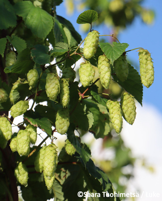 Tuotekuva humala Peräkorpi-Nisu