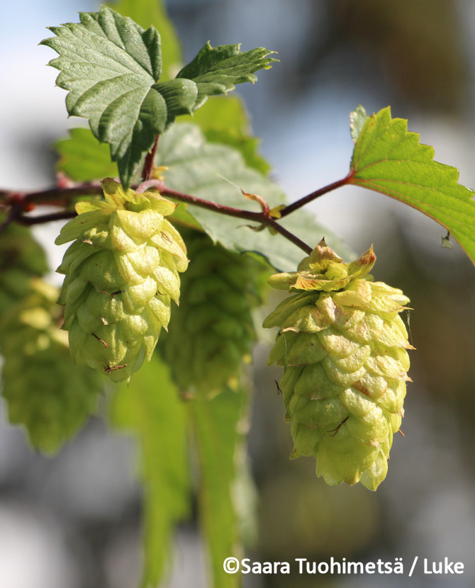 Tuotekuva humala Kähäri