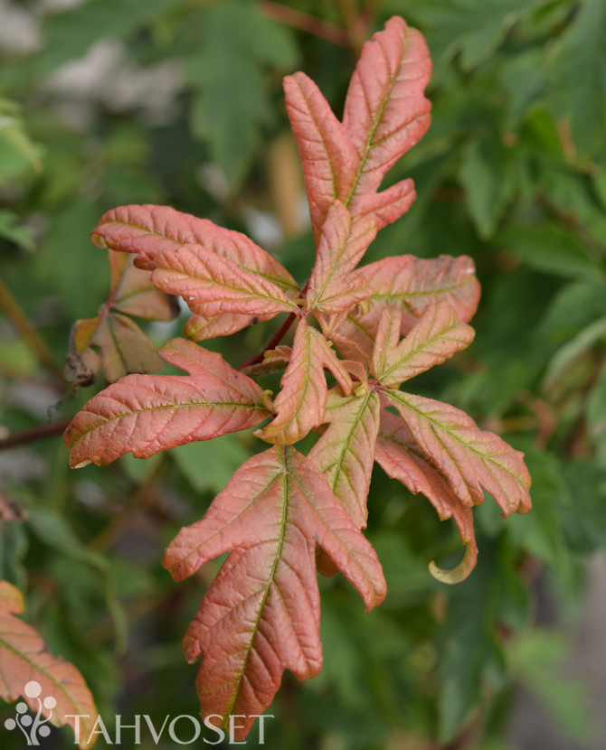 Tuotekuva kuparivaahtera