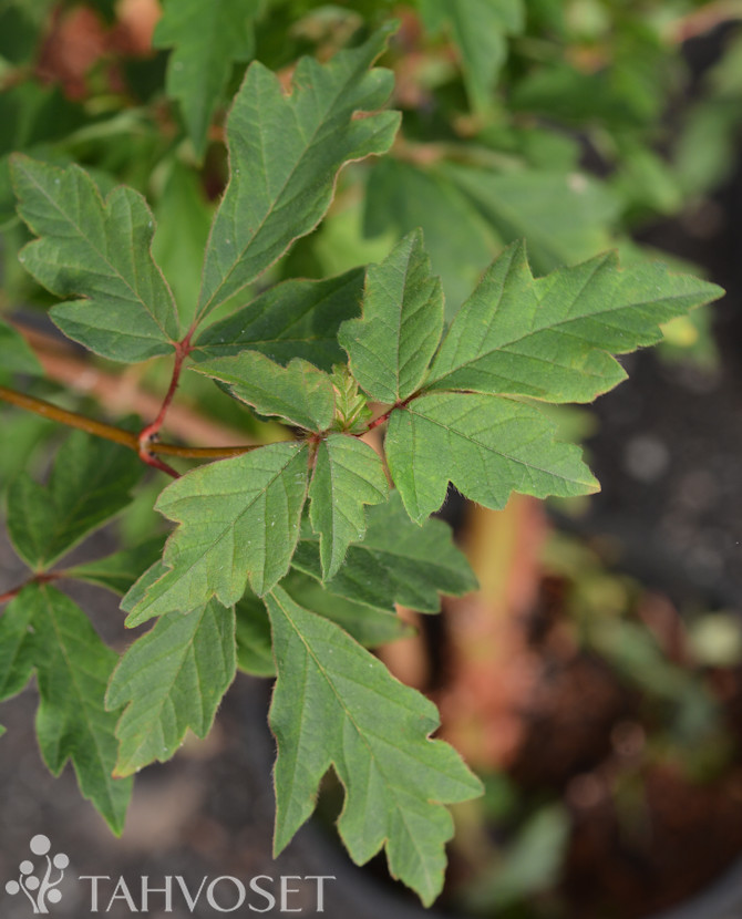 Tuotekuva kuparivaahtera