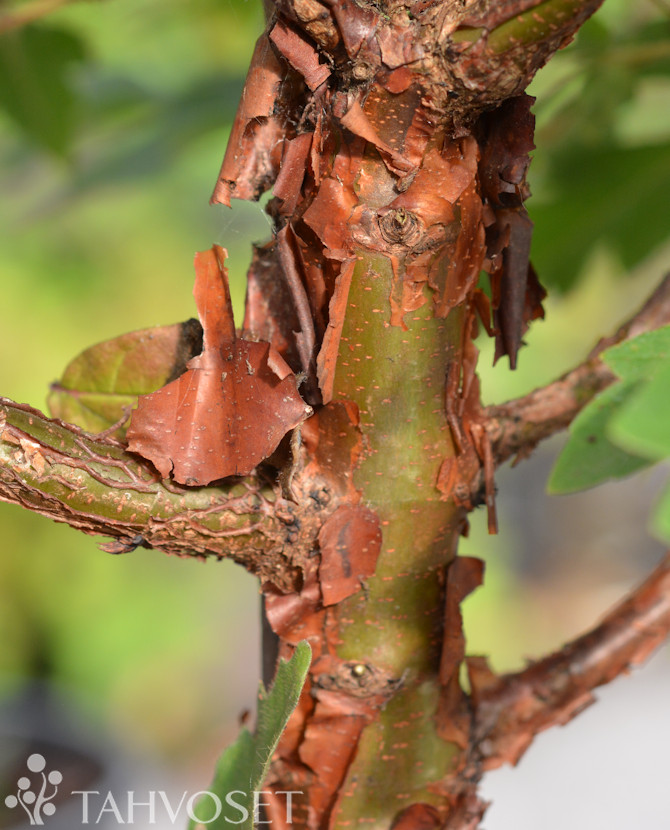 Tuotekuva kuparivaahtera Acer griceum