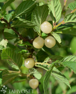 Tuotekuva Lumikki nukkakirsikka