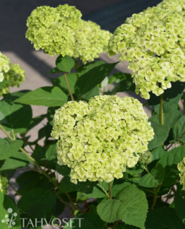 Tuotekuva Sublime Annabelle pallohortensia