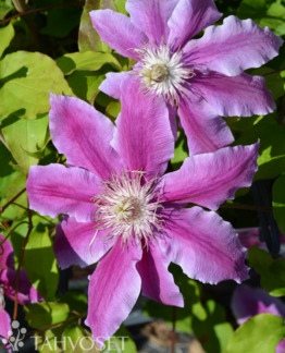 Tuotekuva Clematis 'Dr Ruppel' loistokärhö
