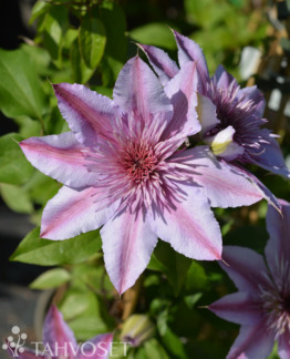 Tuotekuva Clematis 'Evipo011' Empress loistokärhö