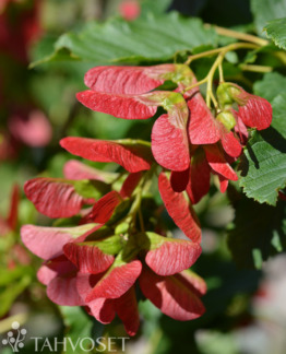 Tuotekuva Hot Wings® tataarivaahtera