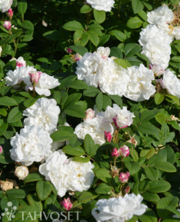 Tuotekuva Louise Bugnet tarhakurtturuusu