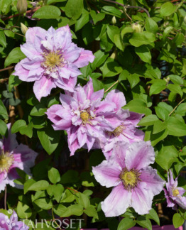 Tuotekuva Piilu loistokärhö