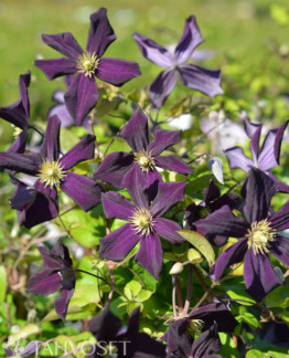 Tuotekuva Romantika loistokärhö