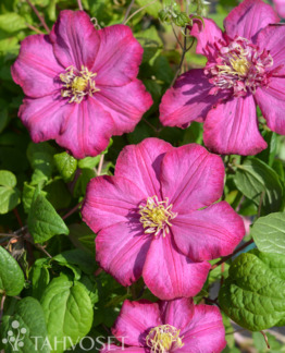 Tuotekuva Ville de Lyon loistokärhö